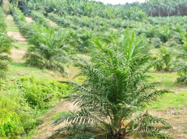 Lahan perkebunan kelapa sawit 