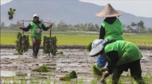Indonesia Capai Swasembada Pangan Nasional, Impor Hanya 5 Persen Dari Kebutuhan